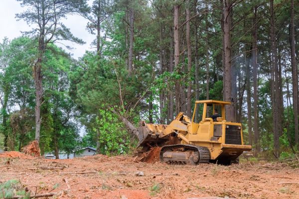 Trees Clearing in Lilburn