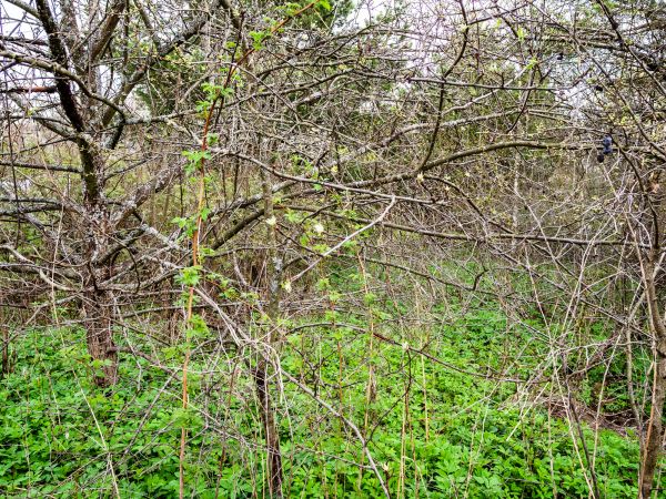 Underbrush Clearing in Lilburn
