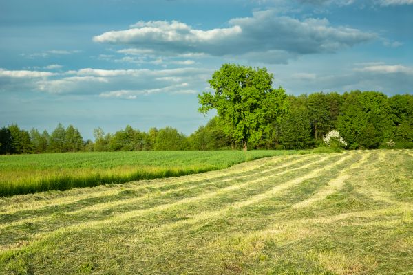 Cost of Vegetation Removal in Lilburn