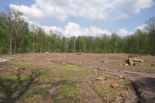 Cost of Pasture Clearing in Lilburn