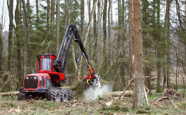 Cost of Forest Clearance Service in Lilburn