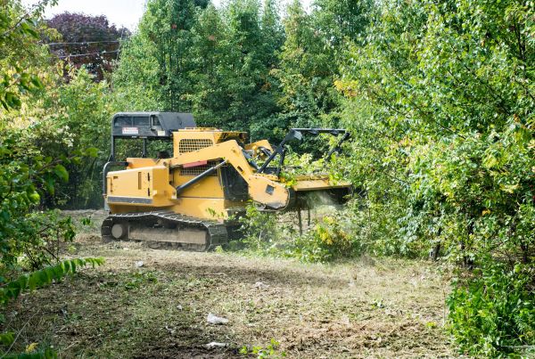 Cost of Pathway Clearing in Lilburn