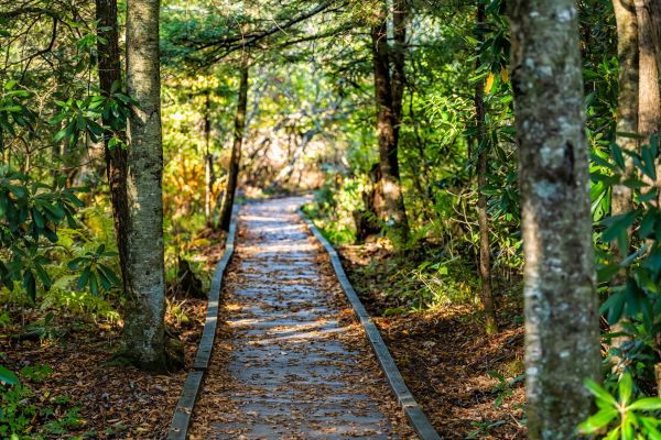 Cost of Trail Clearing in Lilburn