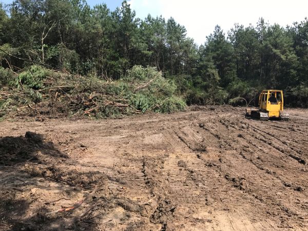 Cost of Thicket Clearing in Lilburn